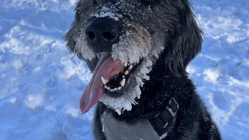 Oakdale Bark Park - Oakdale, MN