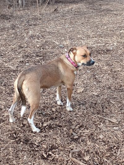 Oakdale Bark Park - Oakdale, MN