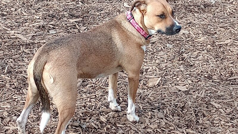 Oakdale Bark Park - Oakdale, MN