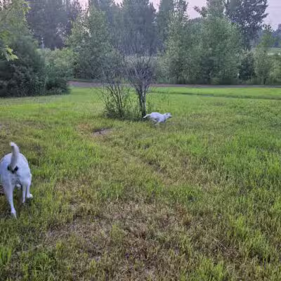 Oakdale Bark Park - Oakdale, MN