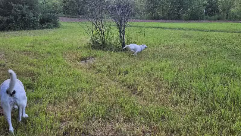 Oakdale Bark Park - Oakdale, MN