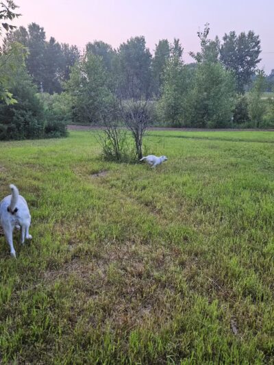 Oakdale Bark Park - Oakdale, MN