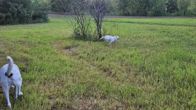 Oakdale Bark Park - Oakdale, MN