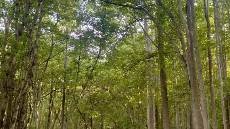 Joe Palaia Park Addition - Oakhurst, NJ