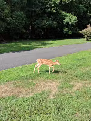 Joe Palaia Park Addition - Oakhurst, NJ