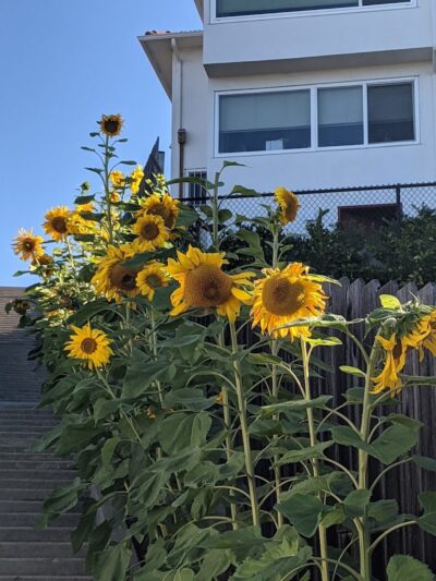 Sunflower Path - Oakland, CA