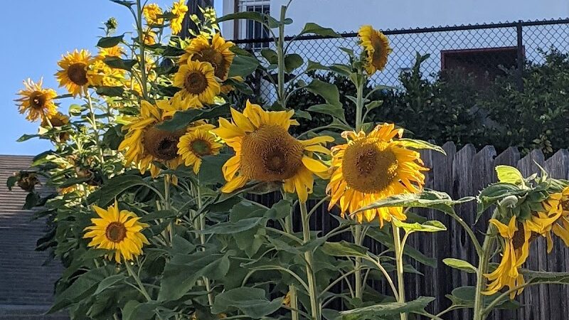 Sunflower Path - Oakland, CA