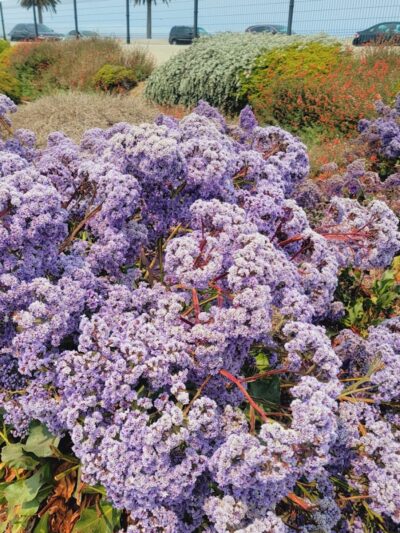 Bay Bridge Bike Trail - Oakland, CA