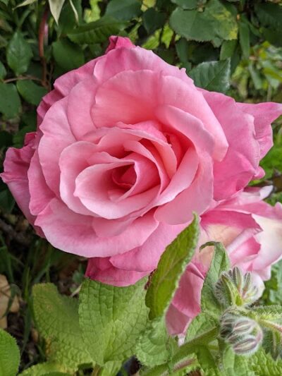 Colby Park - Oakland, CA