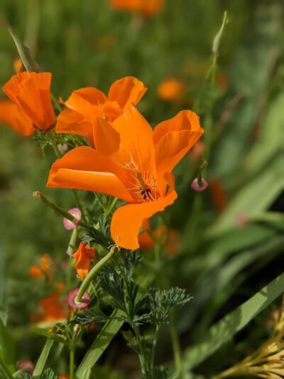Colby Park - Oakland, CA