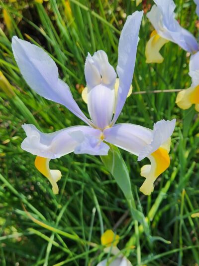 Colby Park - Oakland, CA