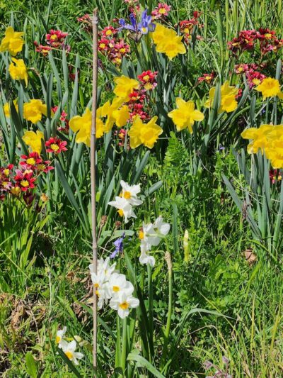 Colby Park - Oakland, CA