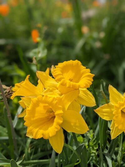 Colby Park - Oakland, CA