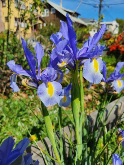 Colby Park - Oakland, CA