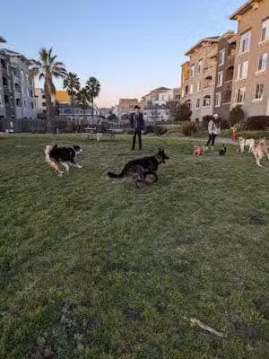 Dog Play Area at The Landing - Oakland, CA