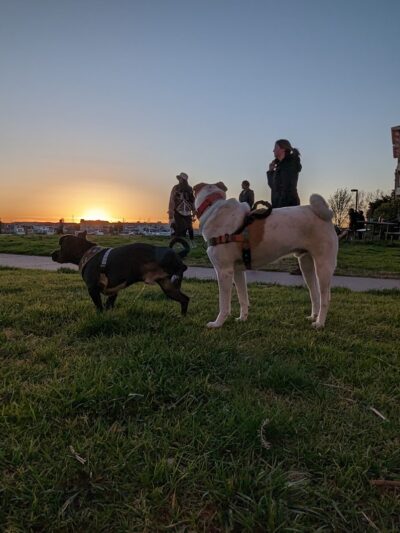 Dog Play Area at The Landing - Oakland, CA