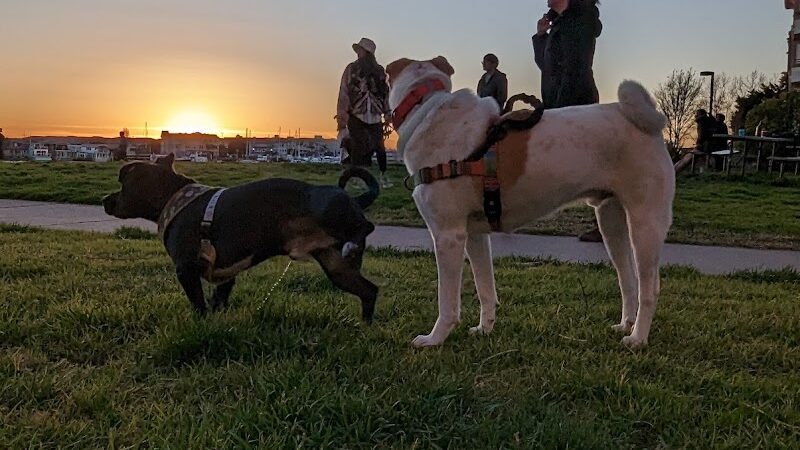 Dog Play Area at The Landing - Oakland, CA