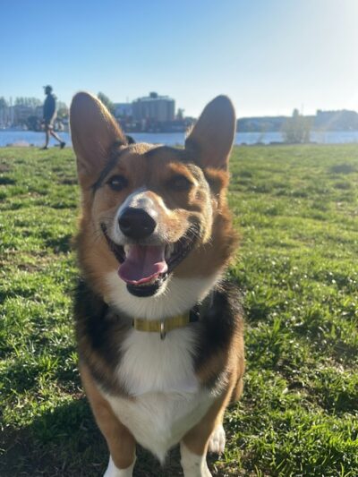 Dog Play Area at The Landing - Oakland, CA
