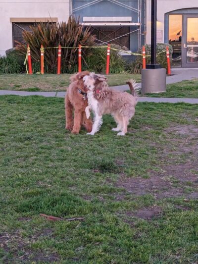 Dog Play Area at The Landing - Oakland, CA