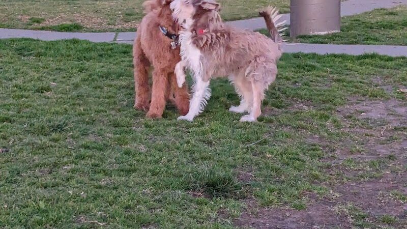 Dog Play Area at The Landing - Oakland, CA
