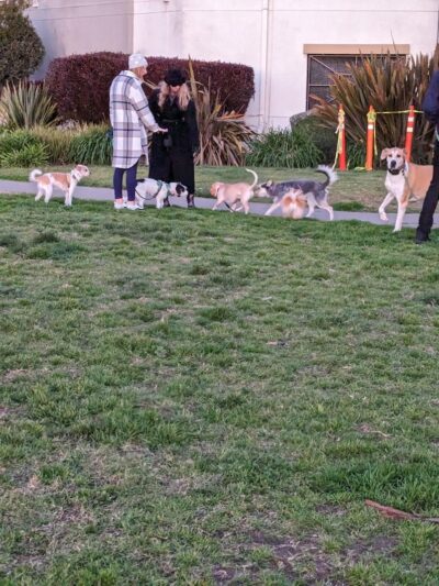 Dog Play Area at The Landing - Oakland, CA