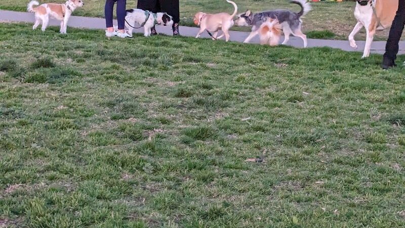 Dog Play Area at The Landing - Oakland, CA