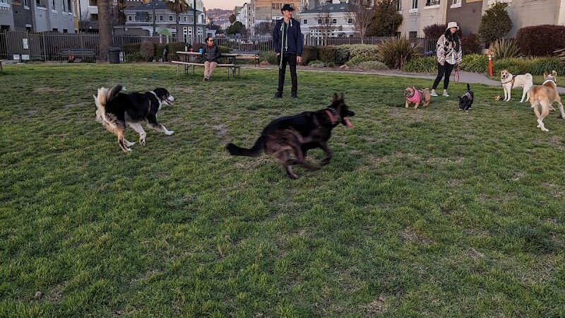 Dog Play Area at The Landing - Oakland, CA