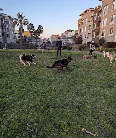 Dog Play Area at The Landing - Oakland, CA
