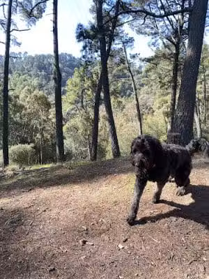 Dunn Trail - Oakland, CA