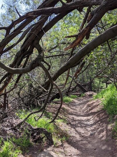 Dunn Trail - Oakland, CA