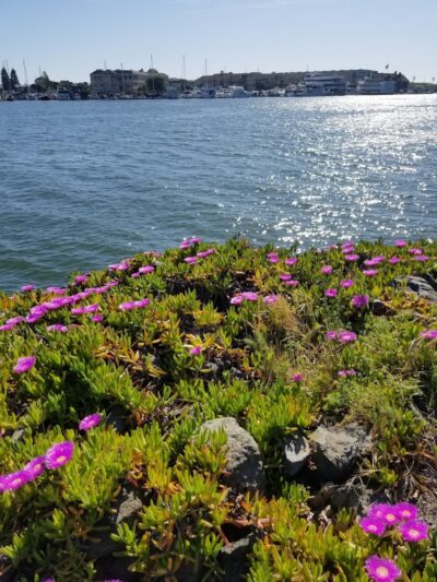 Estuary Park - Oakland, CA