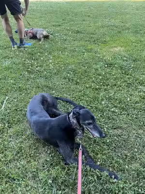 Hardy Dog Park - Oakland, CA