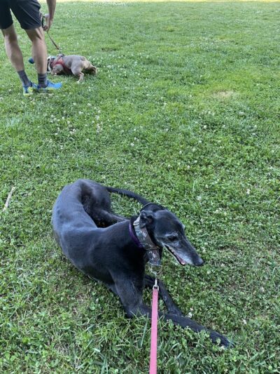 Hardy Dog Park - Oakland, CA