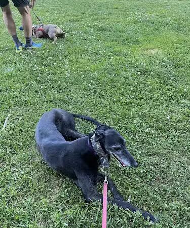 Hardy Dog Park - Oakland, CA