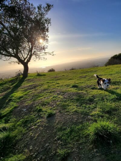 Jeep Trail - Oakland, CA