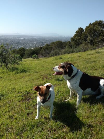 Jeep Trail - Oakland, CA