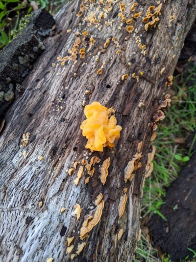 Jeep Trail - Oakland, CA