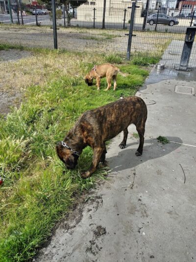 Jefferson Square Park - Oakland, CA