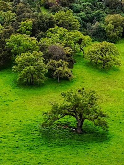 Jefferson Square Park - Oakland, CA