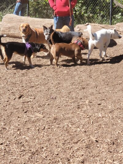 Joaquin Miller Dog Park - Oakland, CA