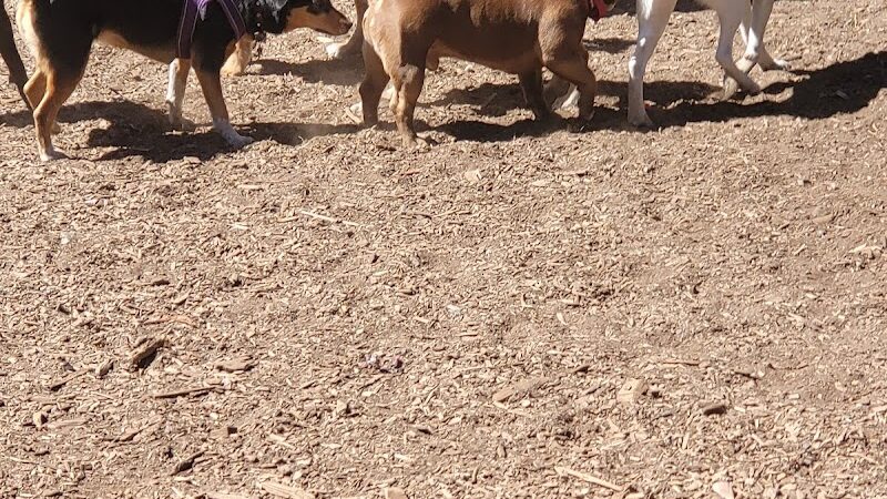 Joaquin Miller Dog Park - Oakland, CA