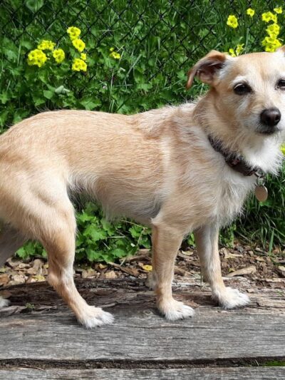 Joaquin Miller Dog Park - Oakland, CA