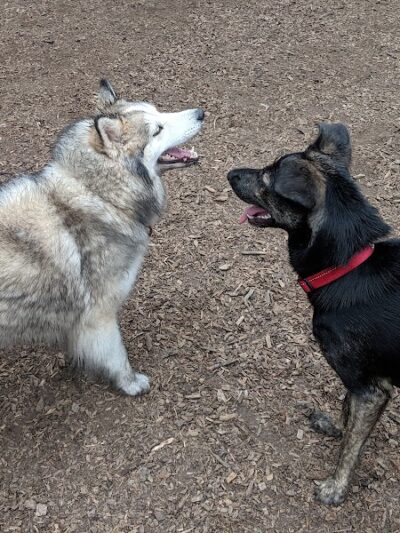Joaquin Miller Dog Park - Oakland, CA