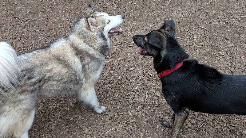 Joaquin Miller Dog Park - Oakland, CA