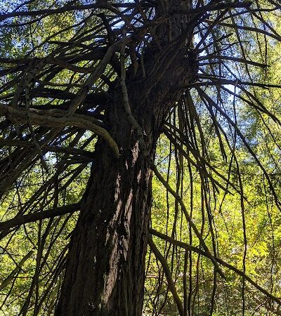 Joaquin Miller Dog Park - Oakland, CA