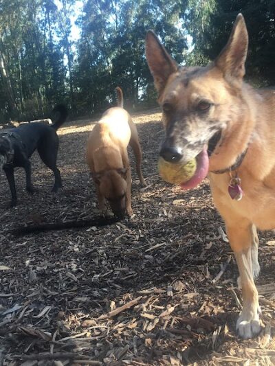 Joaquin Miller Dog Park - Oakland, CA