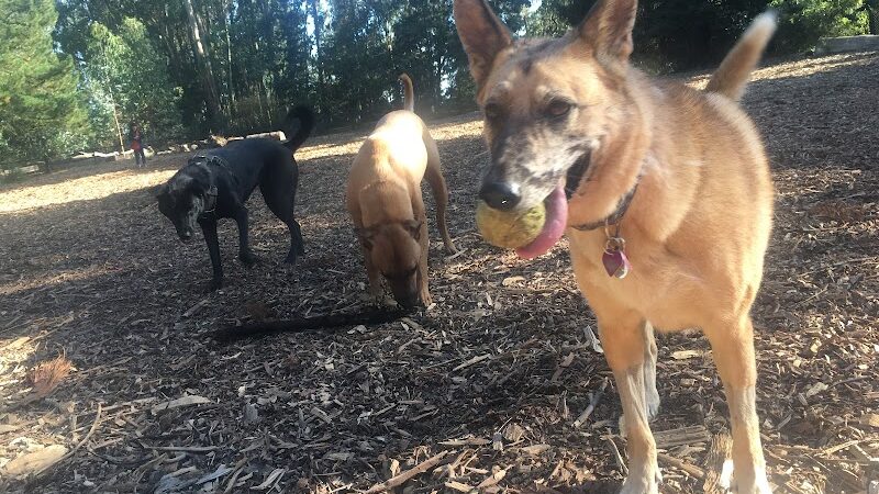 Joaquin Miller Dog Park - Oakland, CA