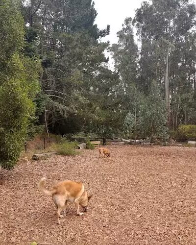 Joaquin Miller Dog Park - Oakland, CA