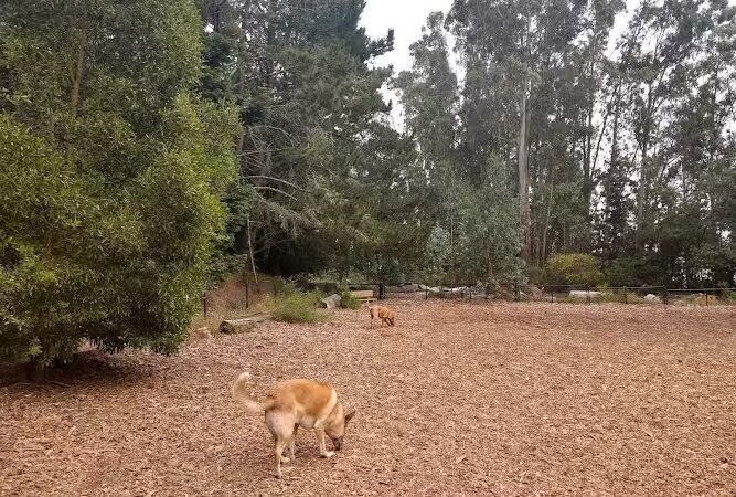 Joaquin Miller Dog Park - Oakland, CA