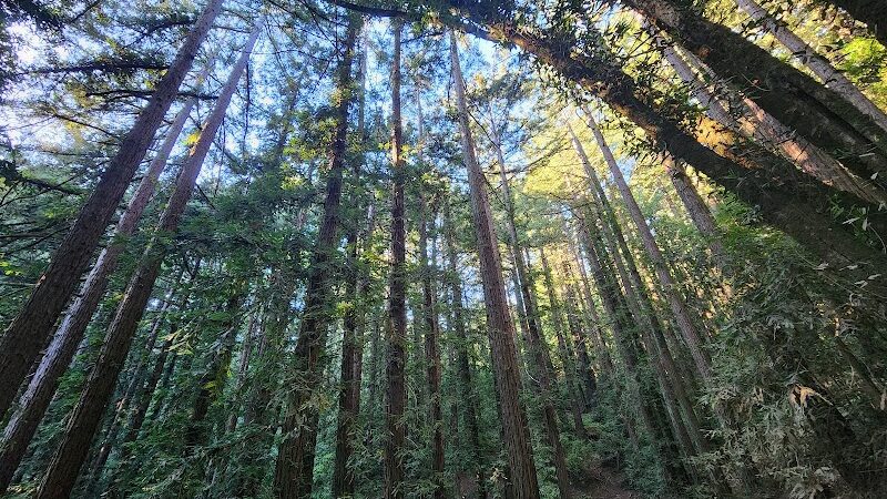 Joaquin Miller Park - Oakland, CA
